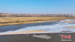 黄河山西河曲段进入流凌期 天鹅翩跹点缀冬日生态画卷